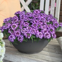 Verbena Drums Blue White 🐝