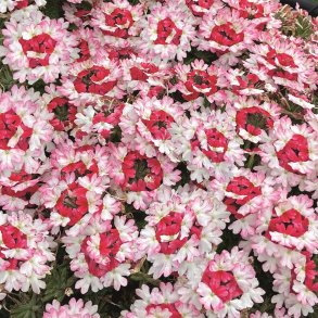 Verbena Drums White Red 🐝