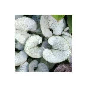 Brunnera Looking Glass 🐝