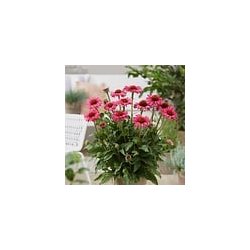 Echinacea SunSeekers Magenta 🐝