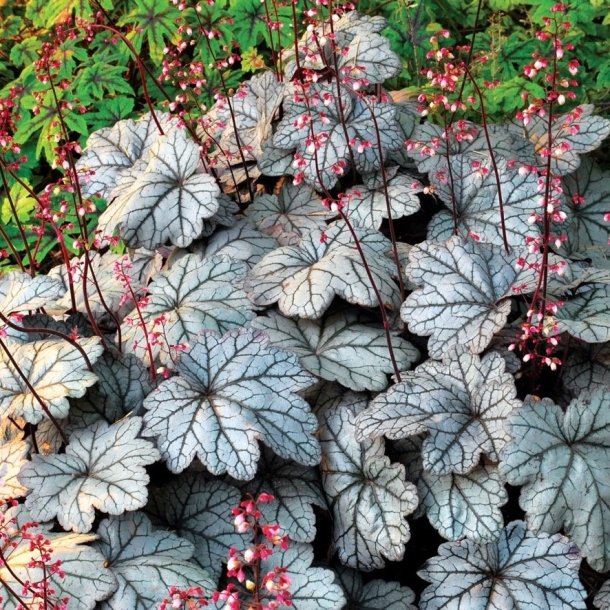 Heuchera Sugar Plum